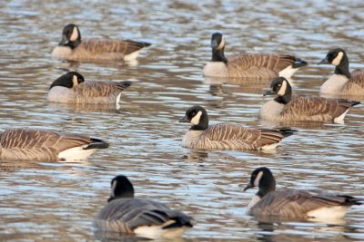 Cackling Goose