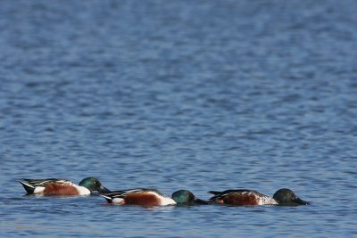 Northern Shovelers shoveling!