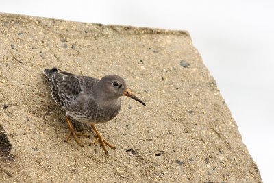 Purple Sandpiper