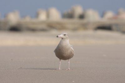 Glaucous Gull