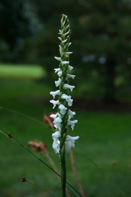 Ladies Tresses Orchid