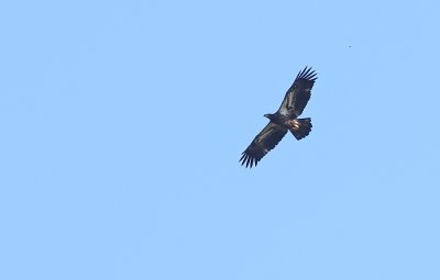 IMG_9635.jpg