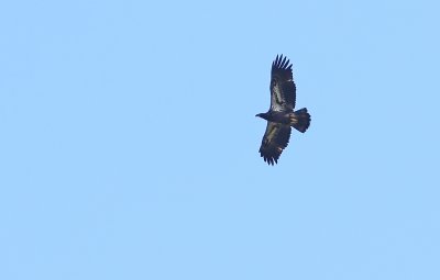 IMG_9636.jpg