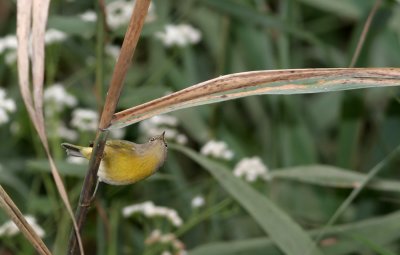 Nashville Warbler