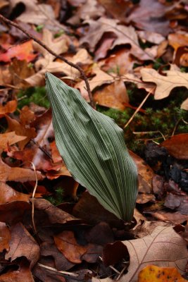 Puttyroot (Aplectrum hyemale)