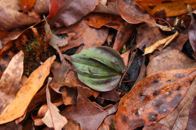 Cranefly Orchid (Tipularia discolor)