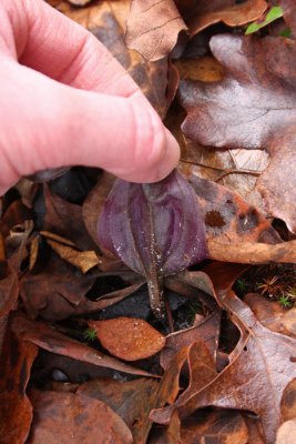 Cranefly Orchid (Tipularia discolor)