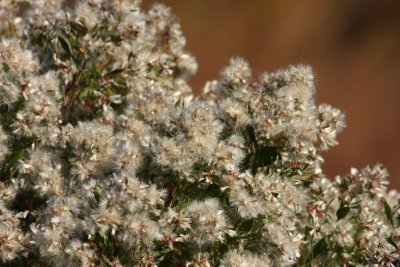 Groundsel Tree