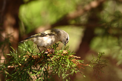 Golden-crowned Kinglet