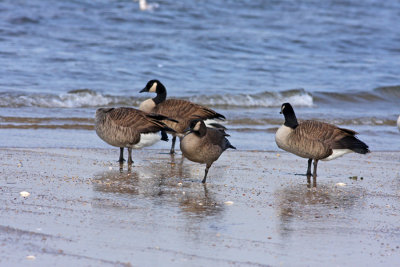 Lesser Canada Goose