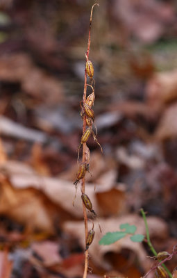 Cranefly Orchid (Tipularia discolor)