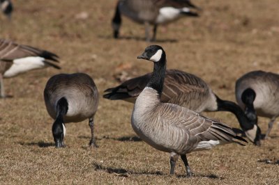 Cackling Goose