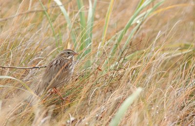 Ipswich Savannah Sparrow