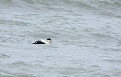 Common Eider