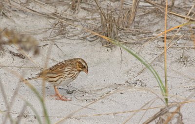 Ipswich Savannah Sparrow