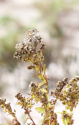 Ipswich Savannah Sparrow