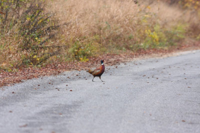 Ring-necked Pheasant