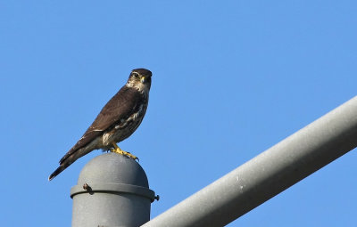 Merlin