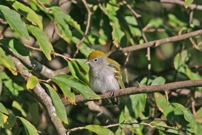 Chestnut-sided Warbler