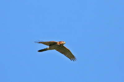 Cooper's Hawk