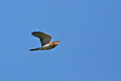 Cooper's Hawk