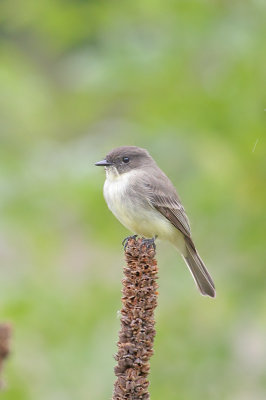 Eastern Phoebe