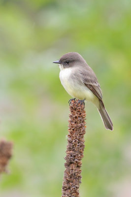 Eastern Phoebe