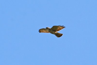 Broad-winged Hawk