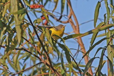 Magnolia Warbler