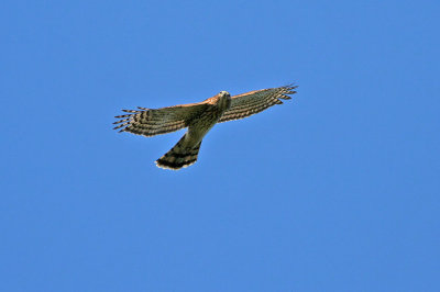 Cooper's Hawk