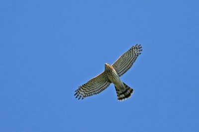 Cooper's Hawk