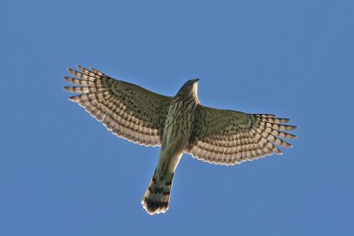 Cooper's Hawk