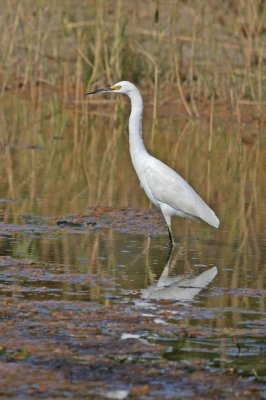 Snowy Egret