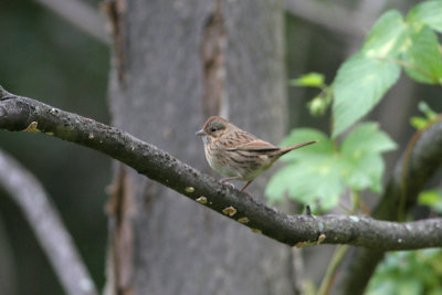 Lincoln's Sparrow