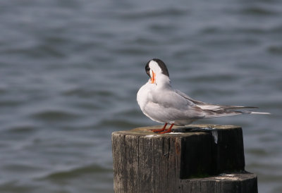 Forster's Tern