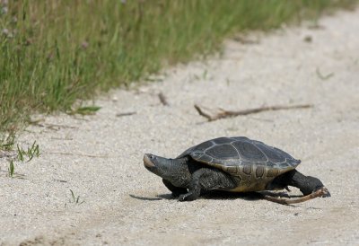 Diamondback Terrapin