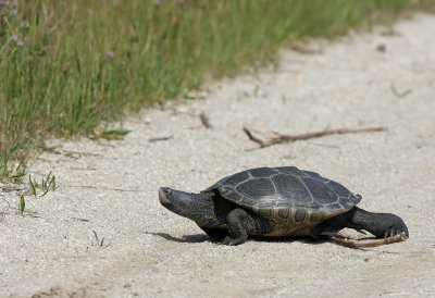 Diamondback Terrapin