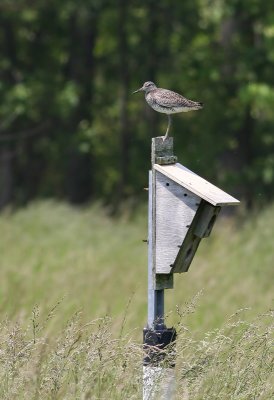 Not a Tree Swallow...