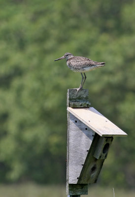 Eastern Willet