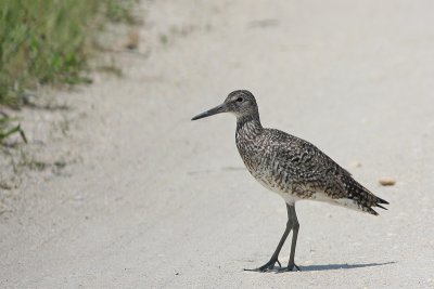 Eastern Willet