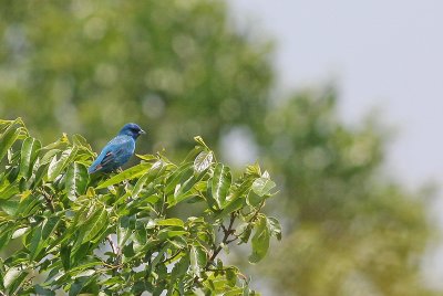 Indigo Bunting