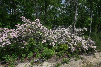 Mountain Laurel