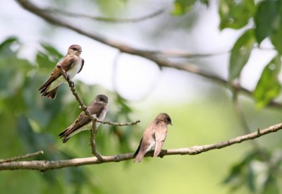 Northern Rough-winged Swallows