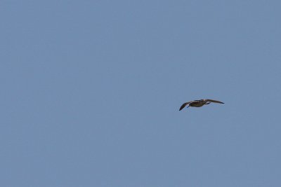 Upland Sandpiper