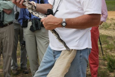 Northern Pine Snake