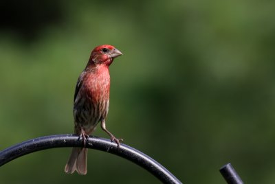 House Finch