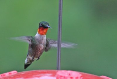 Ruby-throated Hummingbird