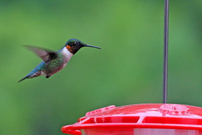 Ruby-throated Hummingbird