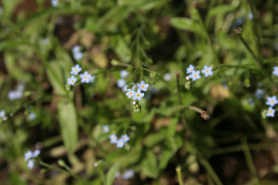 Forget-Me-Not