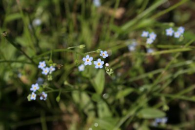 Forget-Me-Not
